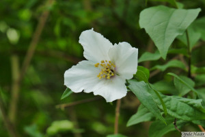 Philadelphus Belle Etoile               